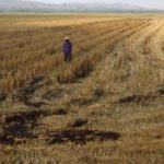 Grobogan di Landa Kekeringan, Para Petani Bersedih
