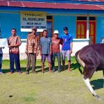 Peringati Iduladha, Harita Nickel Bagikan 17 Ekor Sapi