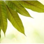 Ternyata Daun Mangga Bisa Untuk Obat, Apa Saja? Ini Dia