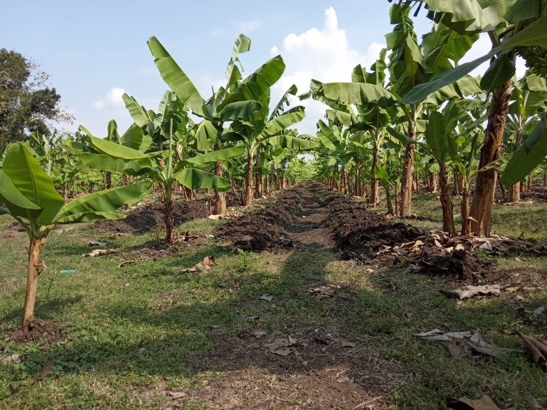 Boyolali Miliki Aset Pisang Cavendish, Target Tembus Pasar Dunia