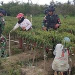Ciptakan Kebersamaan, TNI Bantu Petani Panen Cabei Di Papua