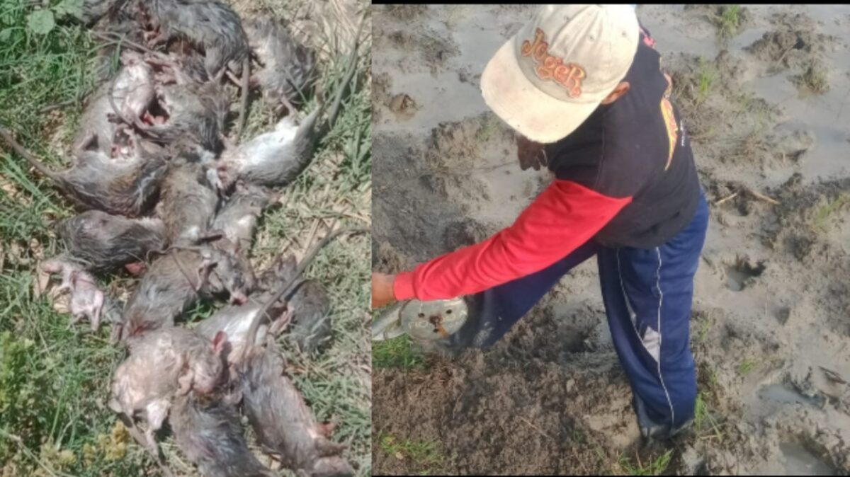 Gerakan Gropyok Tikus Klomtan Margo Mulyo Kuwojo Desa Dimoro Dilakukan Anggota Pria Maupun Wanita