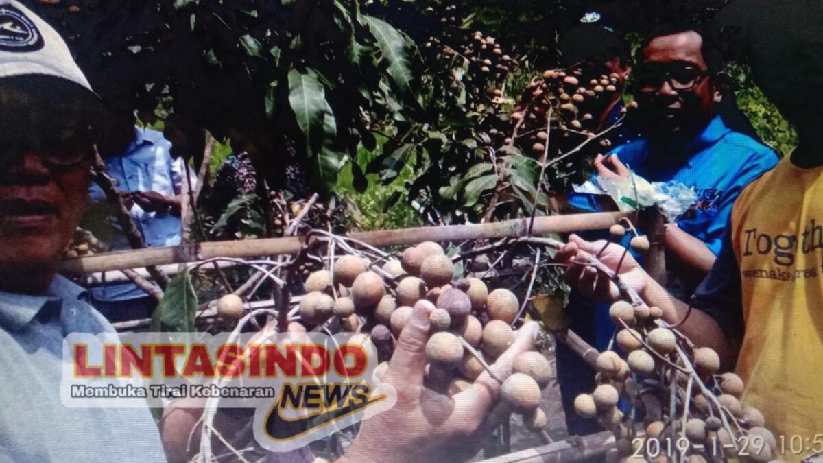 Kelompok Tani Bulak Porok Handayani Semakin Optimis Dengan Klengkeng New Kristal Super