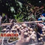 Kelompok Tani Bulak Porok Handayani Semakin Optimis Dengan Klengkeng New Kristal Super