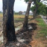 Pohon di Sepanjang Jalan Tangkil-Sragen Kota, Bahayakan Pengguna Jalan 