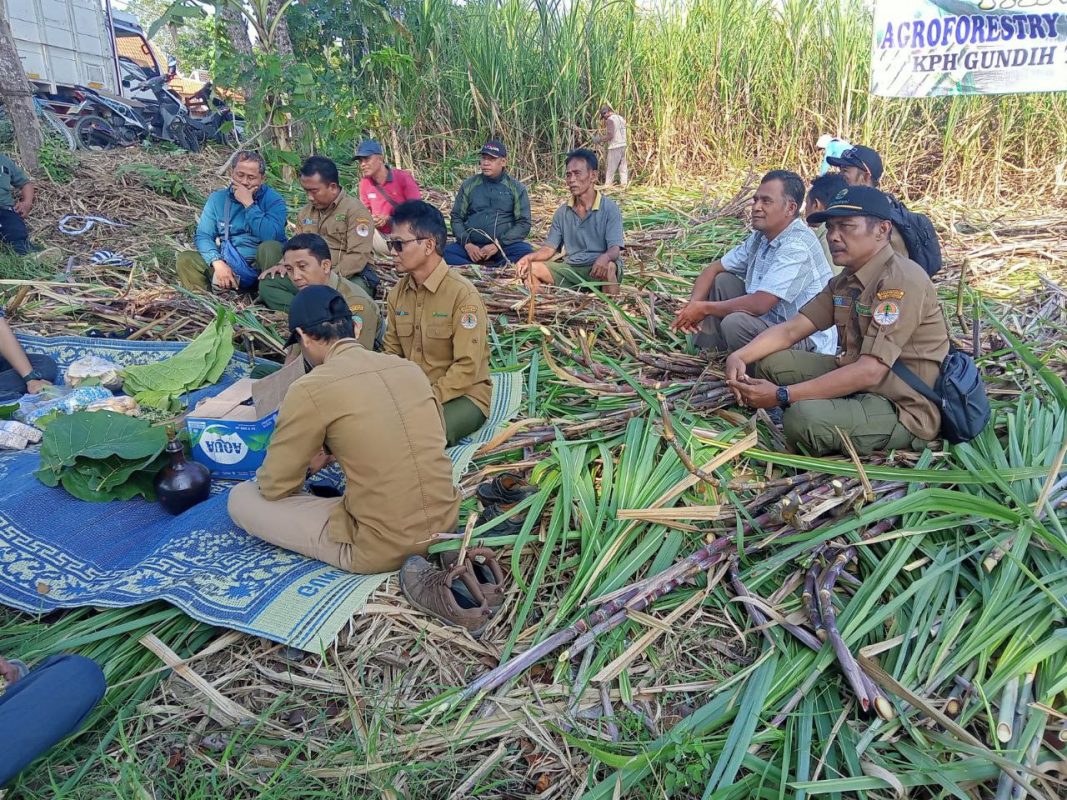 Wujud Syukur Jelang Panen, Perhutani Gundih Gelar Selamatan Tebu