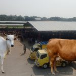 Pasar Sapi Jeron Mulai Menggeliat Pasca PMK, Pedagang Datang dari Berbagai Wilayah