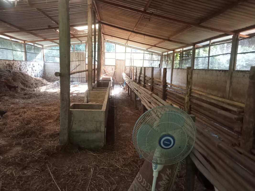 Bantuan Sapi Rp400 Juta Desa Bagor, Nama Warga Diduga Dicatut Demi Bantuan? Pengakuan Penerima Baru Buka Fakta Mengejutkan