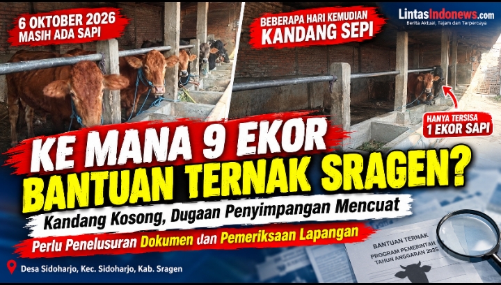 Foto 6 Oktober Masih Ada Sapi, Kini Kandang Sepi: Ke Mana 9 Ekor Bantuan Ternak Sragen?
